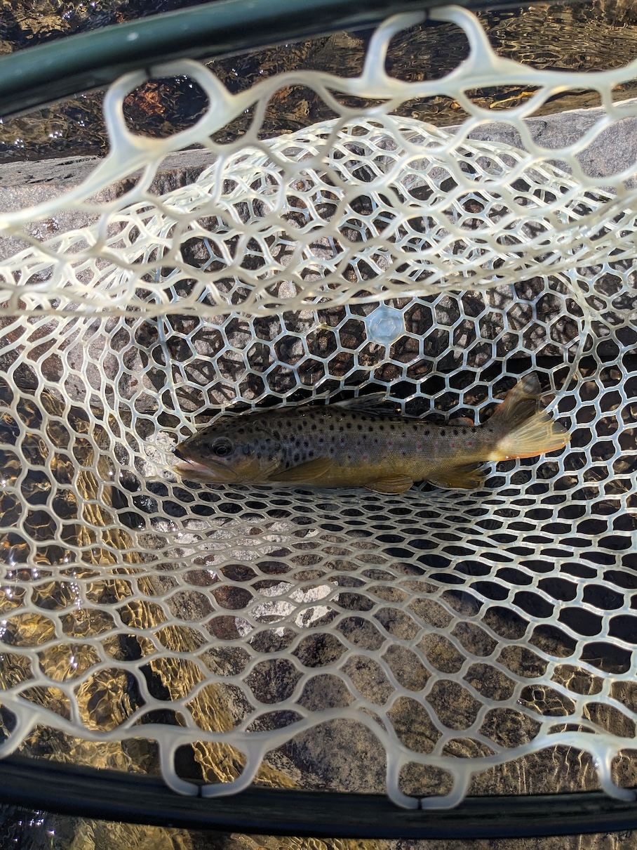 Brown Trout