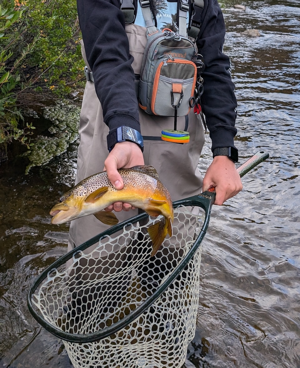 Brown Trout